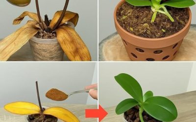 Orchideeën: Deze 3 verzorgingsfouten verpesten de bloei; maak ze niet meer als je het hele seizoen bloemen wilt hebben.