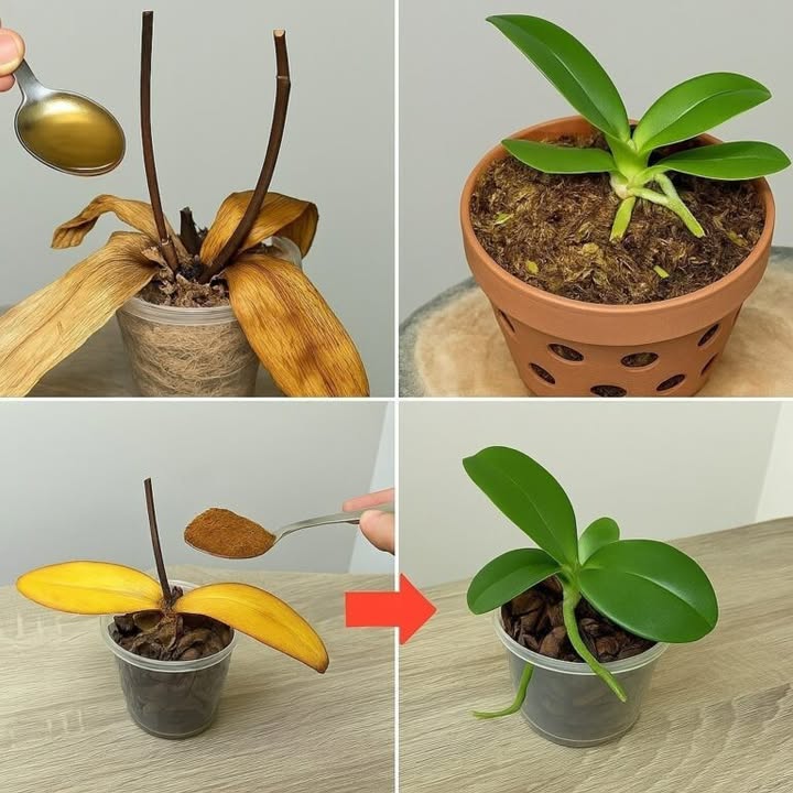 Orchideeën: Deze 3 verzorgingsfouten verpesten de bloei; maak ze niet meer als je het hele seizoen bloemen wilt hebben.