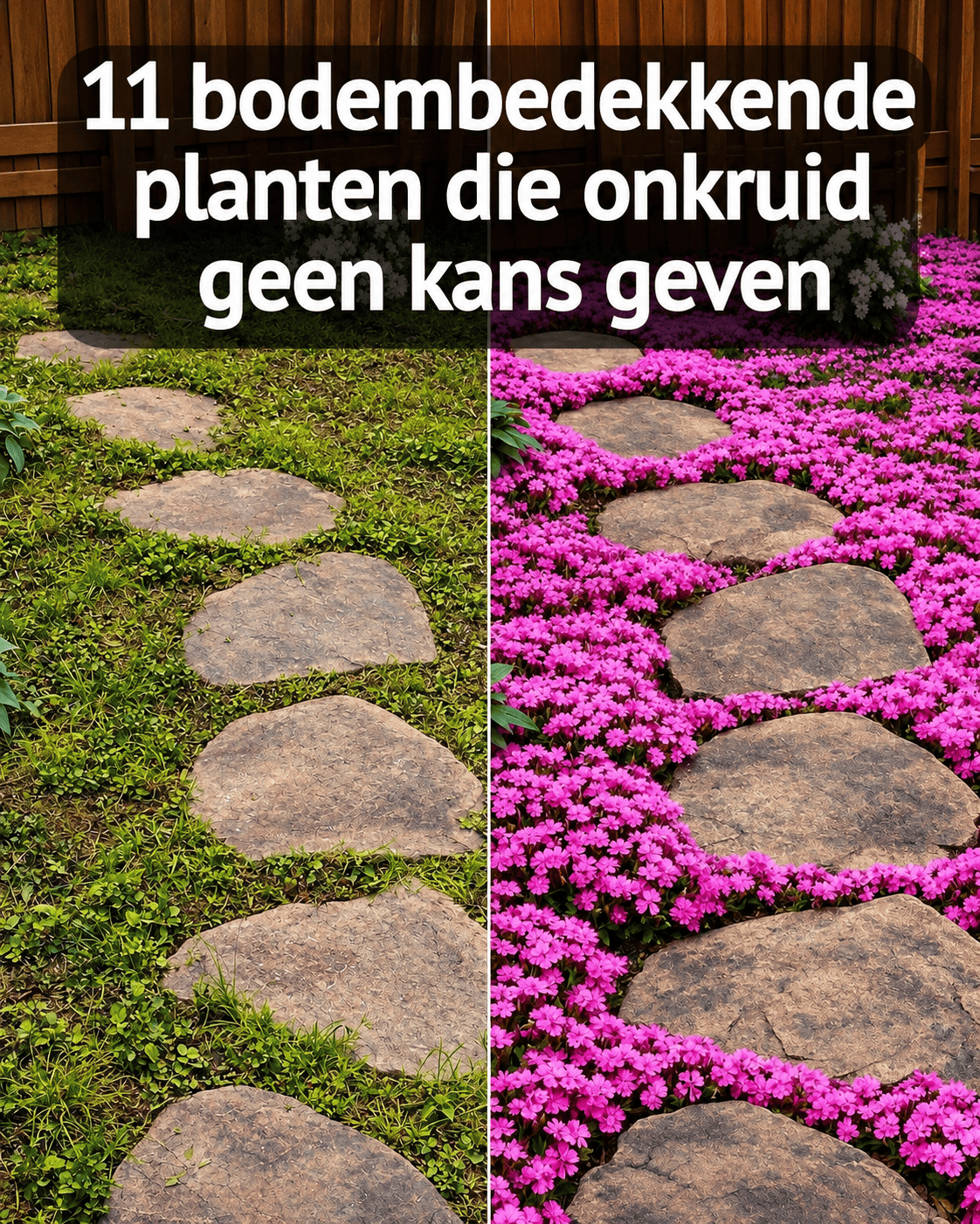 11 bodembedekkende planten die onkruid op natuurlijke wijze helpen onderdrukken