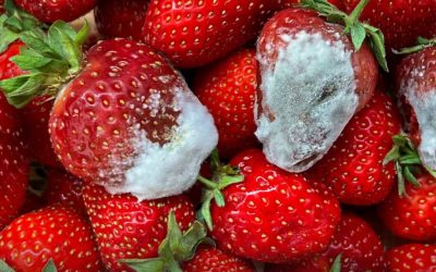Moet je meteen het hele bakje weggooien bij één beschimmeld stuk fruit?