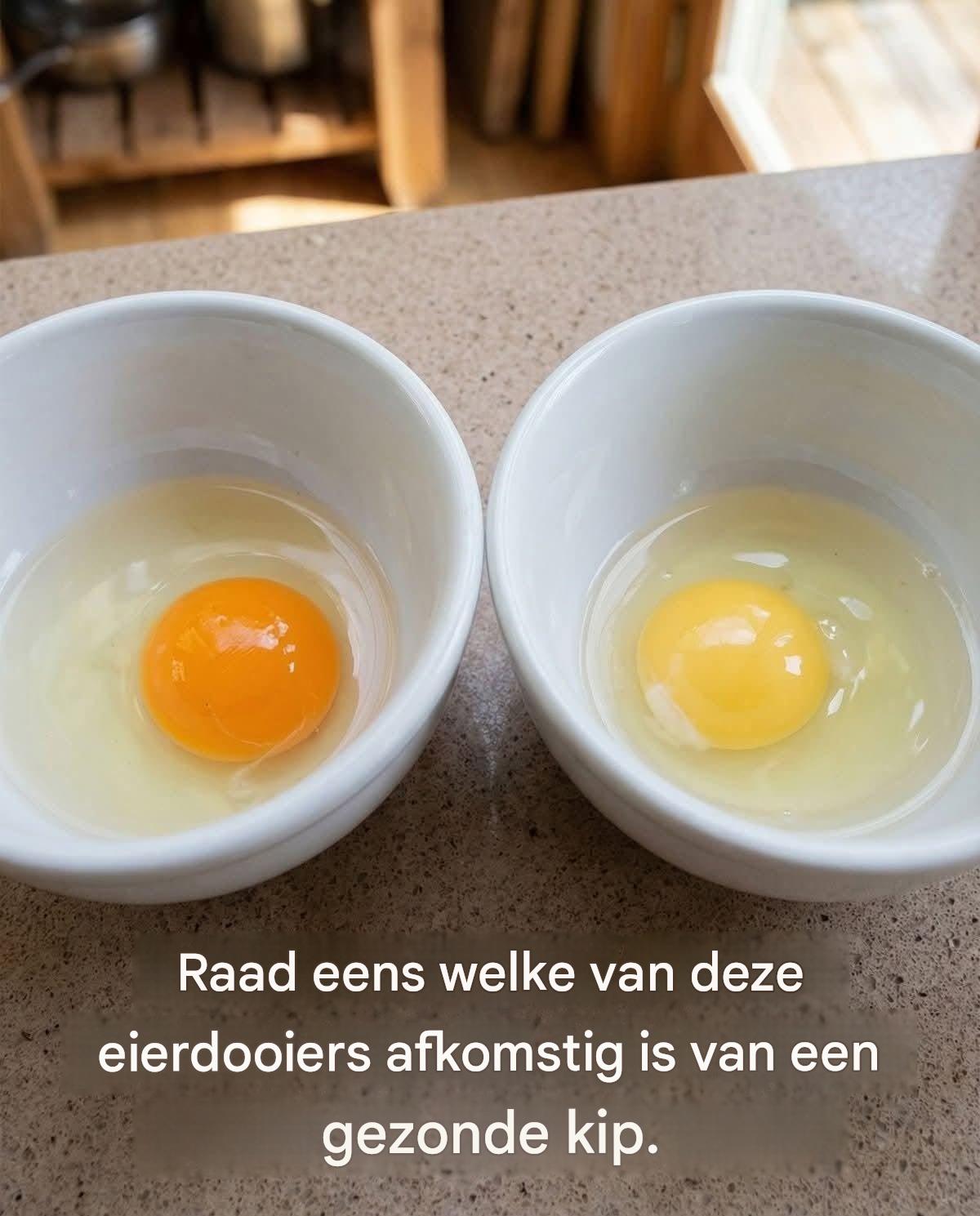 Raad eens welke van deze eierdooiers afkomstig is van een gezonde kip.